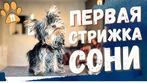 Соня пошла в салон 😱💇♀️ Первая встреча с грумером!