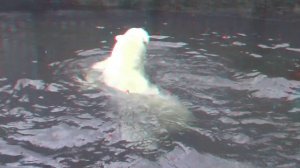 Белые медведи 3D