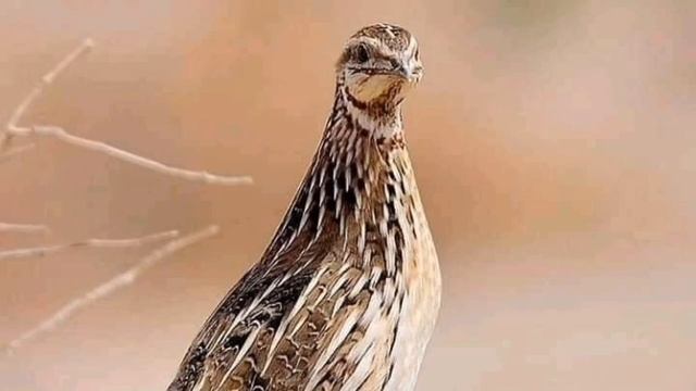 batair ki awaz Common quil summer meadow گندم کی موسم والی بٹیروں کی آواز