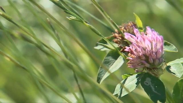 Choosing Red Clover - Cotswold Seeds смотреть онлайн