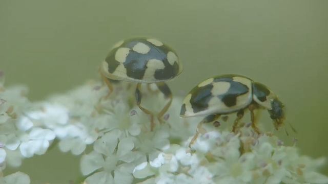 Marienkäfer 14 Punkt (Propylaea quatuordecimpunctata) смотреть онлайн