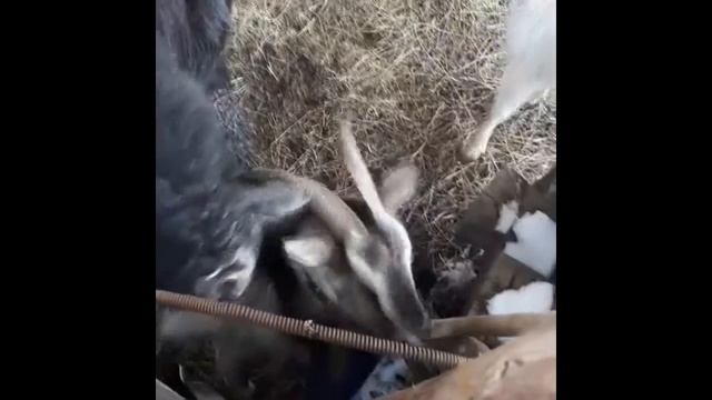 Козлиная любовь. Она такая 