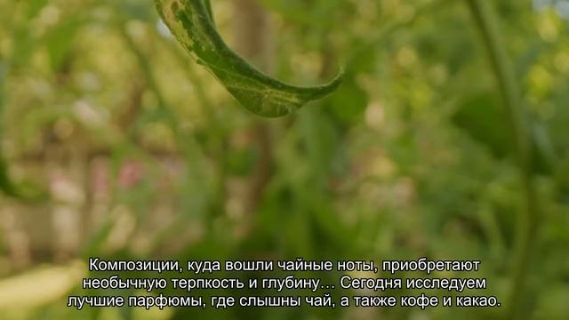 Чай, кофе, какао: лучшие парфюмы с гурманскими нотами