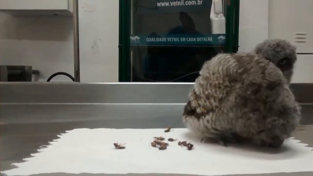 Filhotes de Corujinhas do mato (Megascops choliba) смотреть онлайн