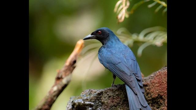 Ashy drongo bird voice for sleep 😴|Nature with relaxation смотреть онлайн