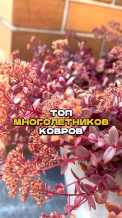 Больше Не Хочу Сажать Ничего Кроме Этих Цветов🌷🔥