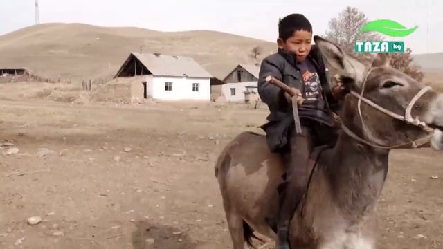 ЭШЕК менен улак чабуу модага айлана баштады. смотреть онлайн