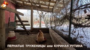 Куры несушки свободного выгула и их обычная куриная рутина – эпизод (156)