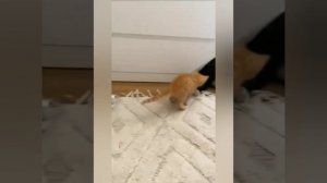 кошачий сбор