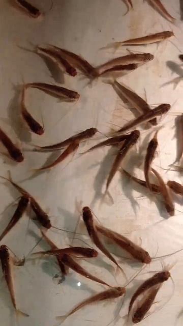 #shorts #hasbirabbi #fishingvideo #fishing #bigfish #subhanallah #fish #viral #ytshorts