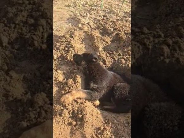 Моя нора - сказала доченька ЦЕРО ФОМ РУССИШЕН ХОФ ЯРОЧКА  #купитьщенканемецкойовчарки 89033733791