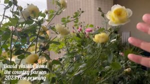 David Austin Roses「the country parson」2023 rose pruning