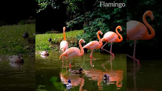 Flamingo short video | flamingo 😱 #shorts #ytshorts #viral смотреть онлайн
