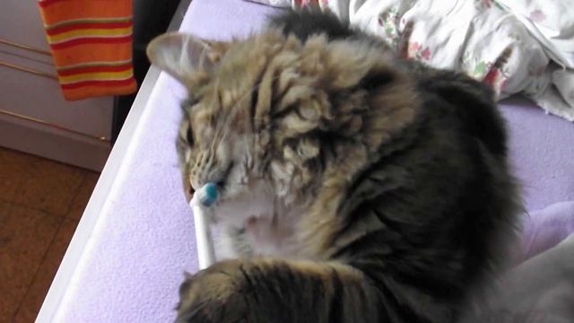 Damon usa escova de dentes eléctrica смотреть онлайн