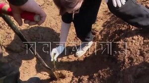 1000 деревьев, 6000 кустарников и 30000 кв.м цветников высадят этой весной в Нижнем Новгороде