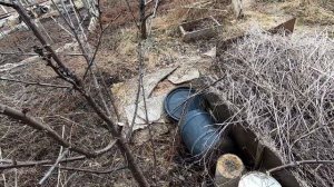 Быстрая обрезка сливы в форме веретена (Обрізка сливи в формі веретена)