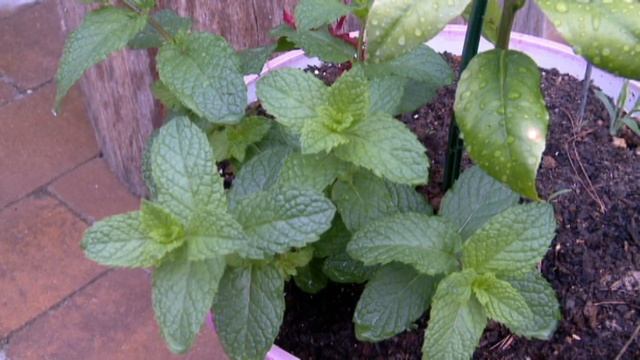 Fresh mint in pot_Footage 190_свежая мята в горшочке смотреть онлайн