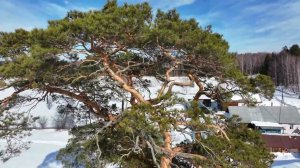 Древняя сосна. д. Изи Шурга.