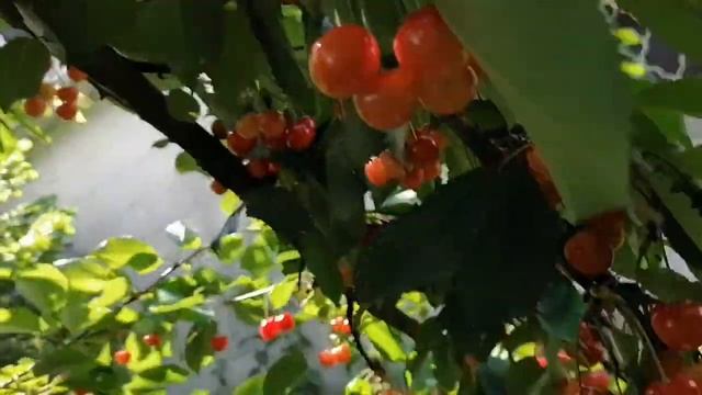 Черешневый рай🍒 смотреть онлайн