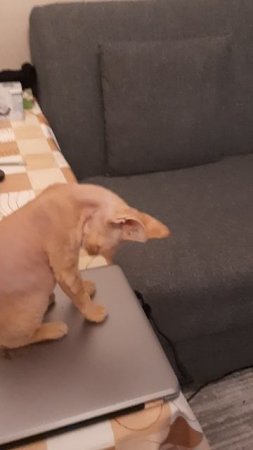 Кошечка.