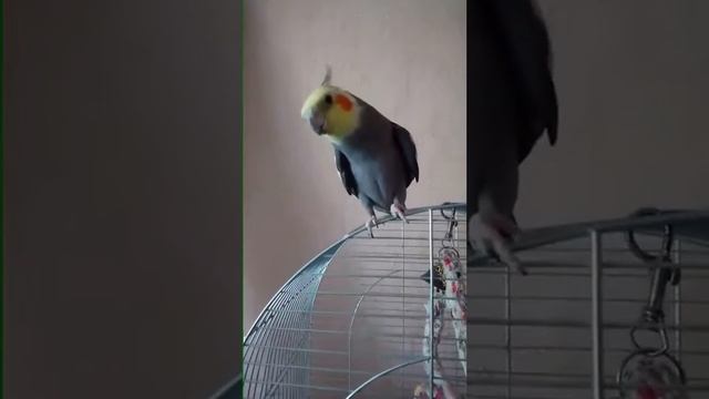 Пение кореллы мальчика👍👍👍 смотреть онлайн