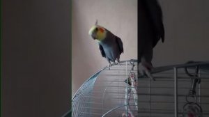 Пение кореллы мальчика👍👍👍
