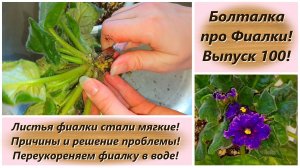 Болталка про Фиалки! Выпуск 100! Листья фиалки стали мягкие! Причины и решение проблемы!
