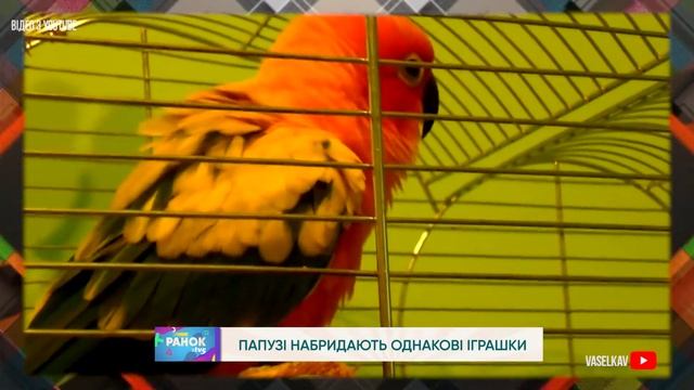 Папузі набридають однакові іграшки! смотреть онлайн