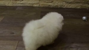 MVI 0802 Шпиц Доменико играет как котёнок