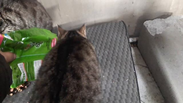 Очередная серия видео, это у кота зовут Саки смотреть онлайн