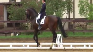 Чемпионат МО по выездке: Большой приз