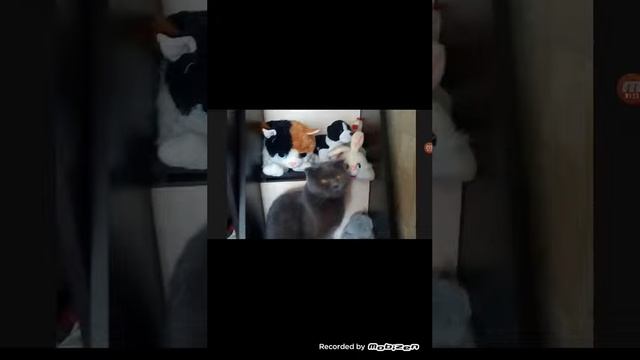 Слайд-шоу фотосессии смотреть онлайн