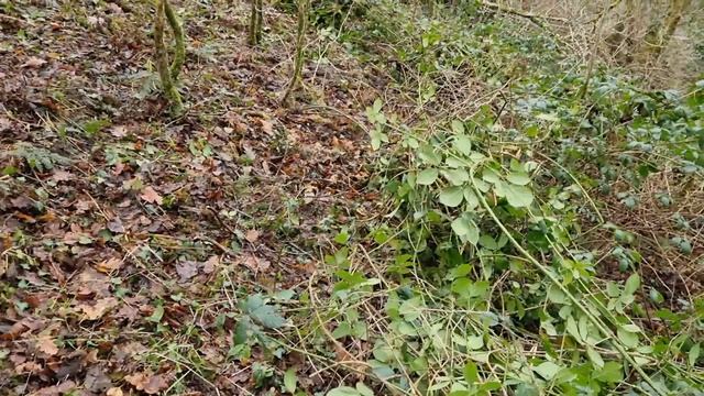 Clearing Brambles without chemicals