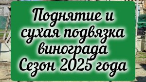 Поднятие и сухая подвязка винограда. Сезон 2025 года