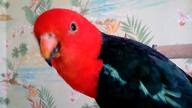 VID 20190116 141044 смотреть онлайн