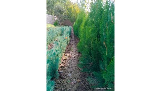 Арчалар мавсуми смотреть онлайн