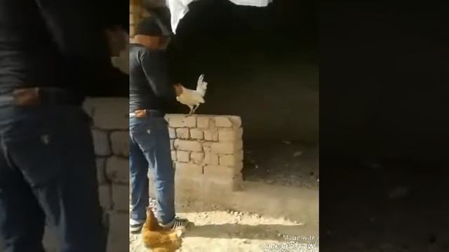 Хурузи доно смотреть онлайн