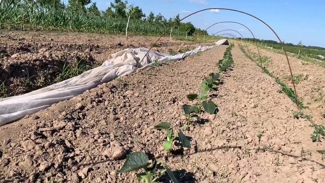 Утренняя рыбалка, убираем спанбонд на раннем томате, жарим краснаперку на плите! смотреть онлайн