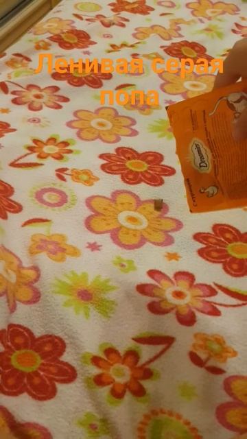 серая попа бегает за вкусняшкой #приколыскотами #коты смотреть онлайн