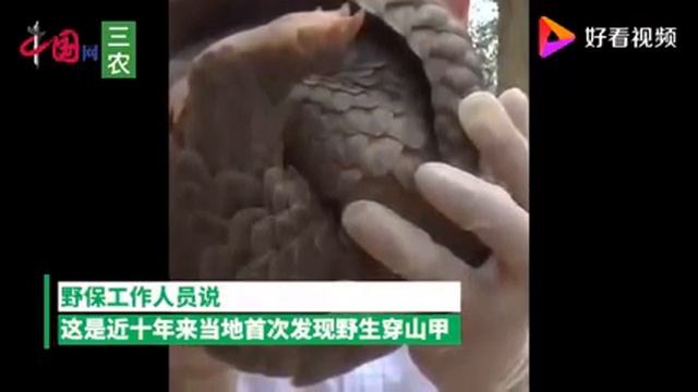 A pangolin broke into a villager's house смотреть онлайн