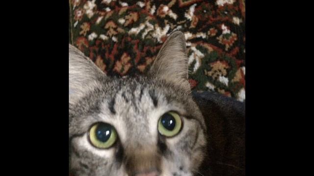 200 фотографий котов! смотреть онлайн