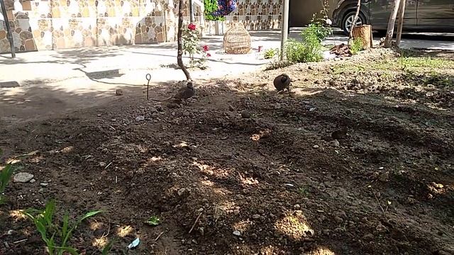 Чуча маст шидай товш кардестем смотреть онлайн