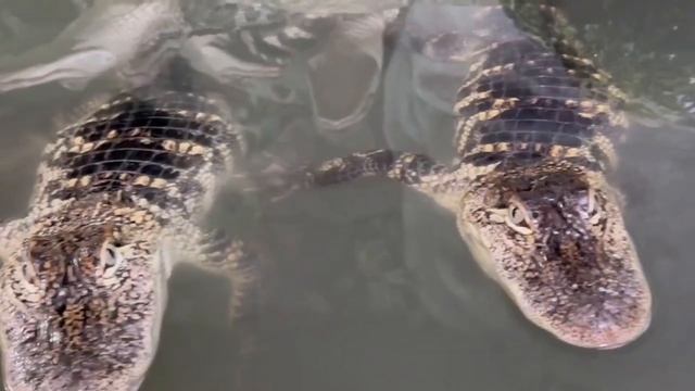 ВИКТОР ЖИЛЕНКО: интересно про КРОКОДИЛОВ! Ялтинский крокодиляриум смотреть онлайн