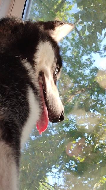 Поиск четырёх ногих 🐼 смотреть онлайн