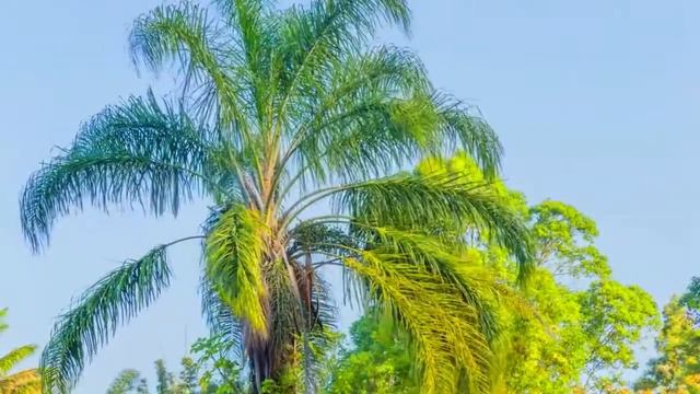 254. Видео Лены калашниковой. 02.01.2021г. Наконец - то, все пазлы свлрачивания тёмной системы... смотреть онлайн