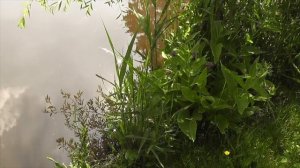 Практика Медитации на принятие своей тени