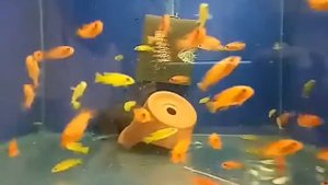 Лампрологус лилиупи, псевдотрофеус зебра ред