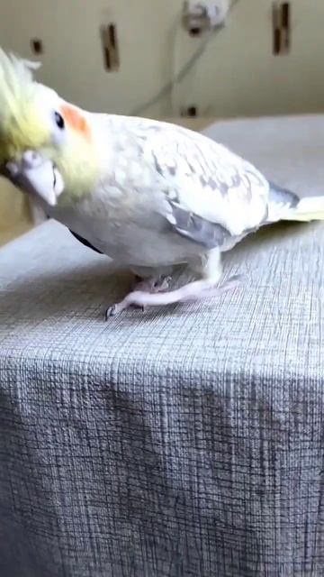 попугай корелла ворует монеты у нумизмата... смотреть онлайн