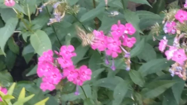 Бабочка-колибри