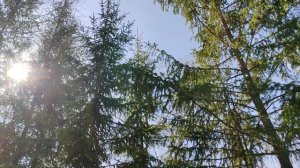 прогулка по деревне, деревенская жизнь